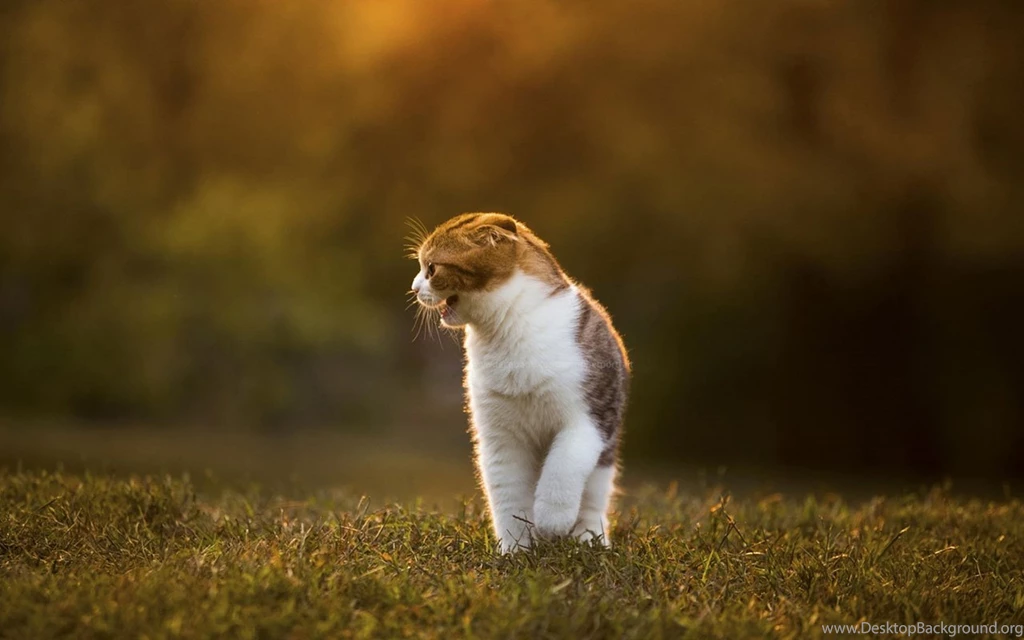 Scottish Fold Cat Wallpapers 7 - Animal Wallpapers Free Download ...