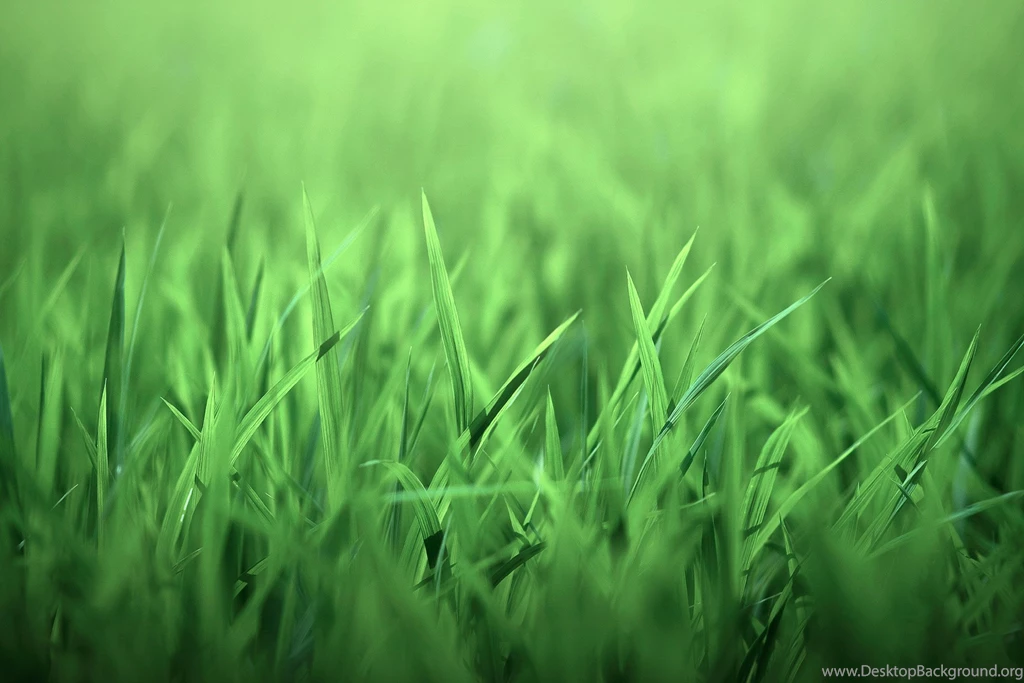 Nature Backgrounds In High Quality: Free HD By Naomi Merdinger ...