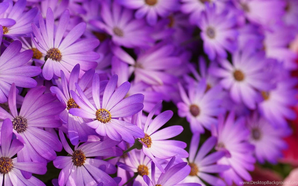 10+ Purple Floral Wallpapers