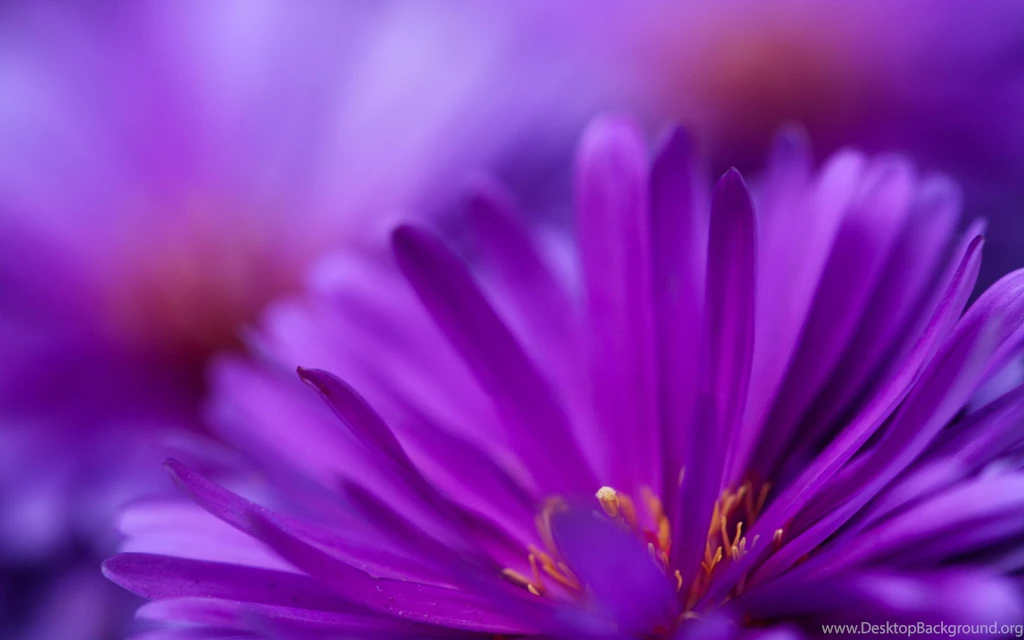 Purple Flowers Wallpapers