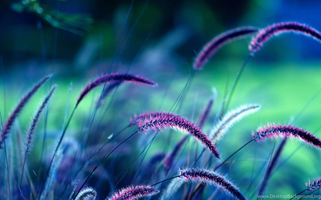 2560x1600px ⇒ Purple Flowers Wallpapers
