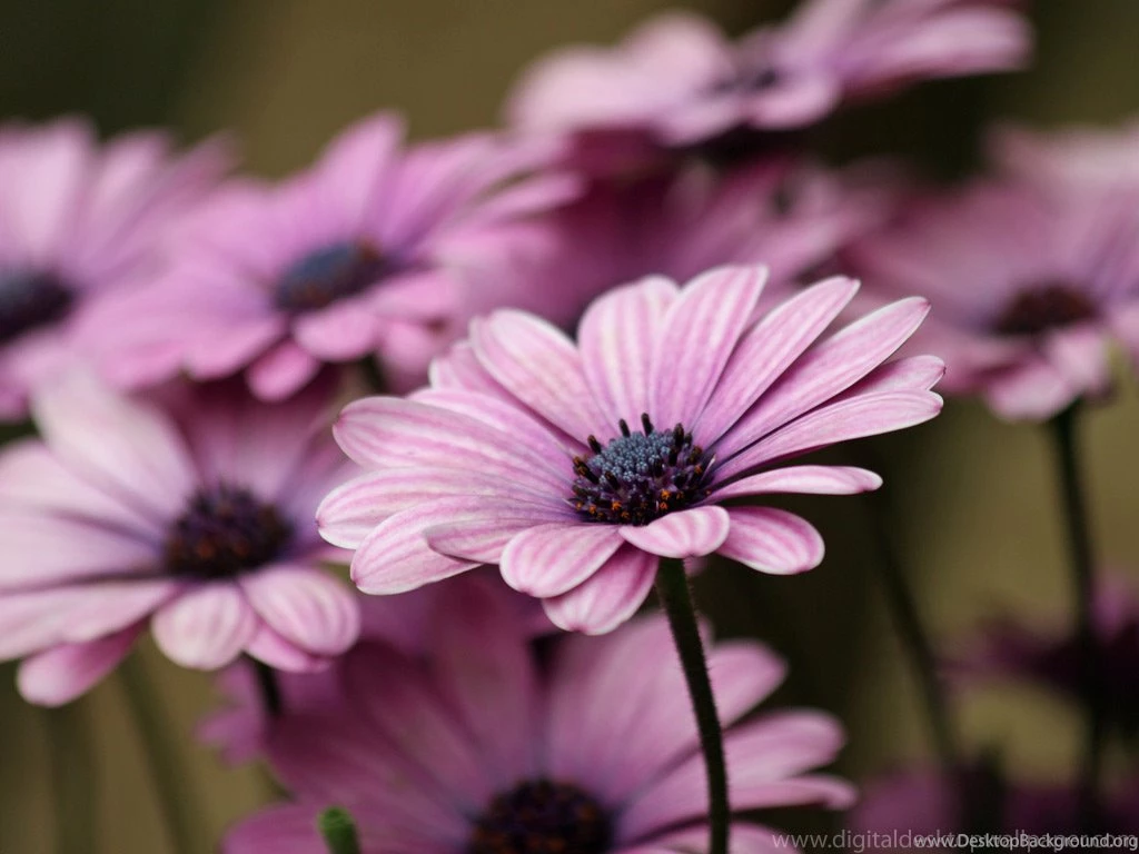Purple Flower Wallpapers Collection (38+)