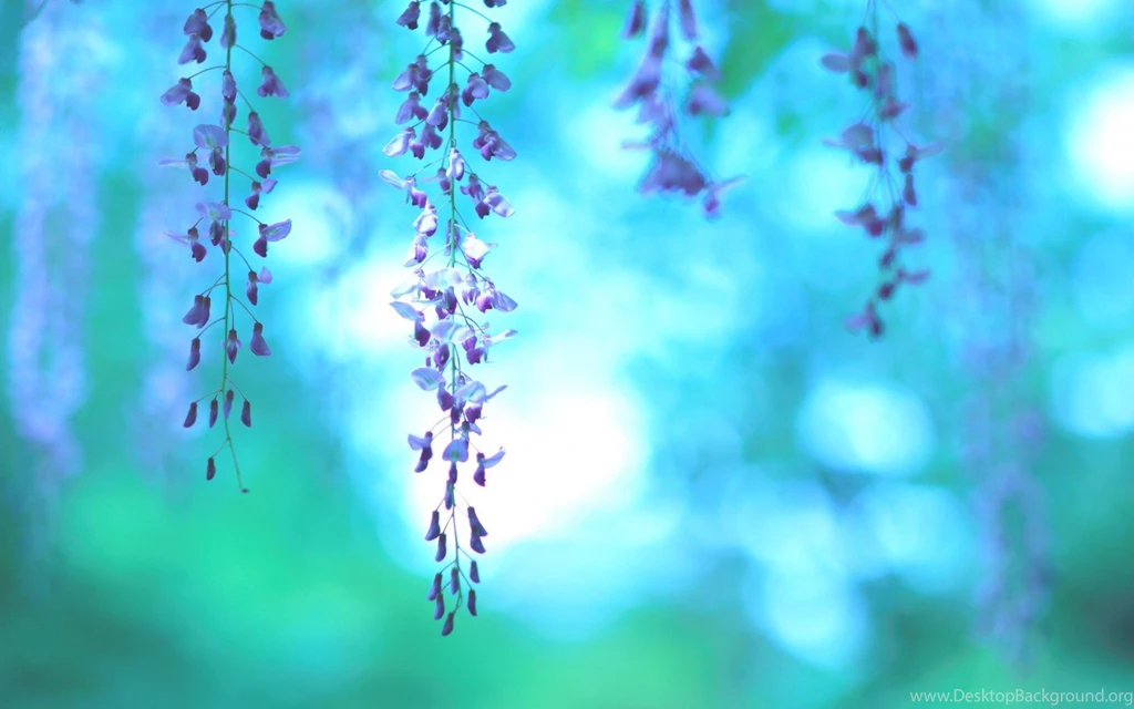 31+ Best HD Purple Flowers Wallpapers