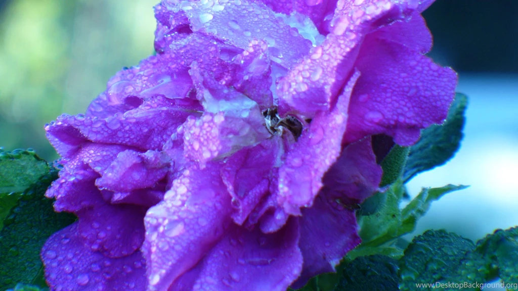 Purple Flower Backgrounds For Desktop Danasrhp.top