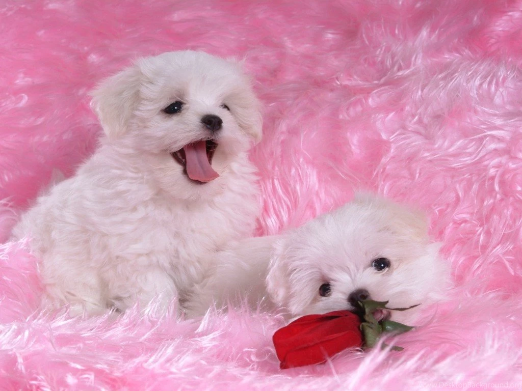Cute Puppy Names 14 Hd Wallpapers Hivewallpaper.com