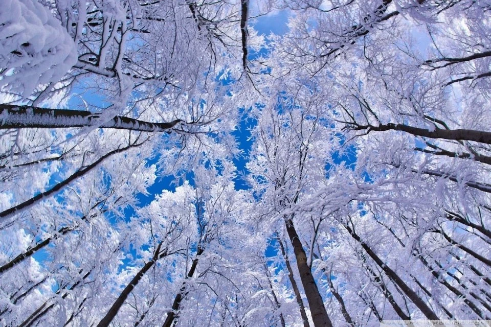 Looking Up Through Trees, Winter HD Desktop Wallpapers : High ...