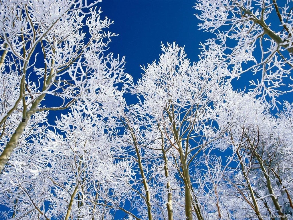 Winter Trees Winter Wallpapers (509494) Fanpop