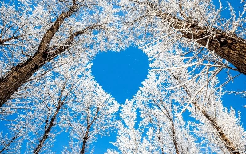 Winter, Trees, Snow, White, Sky, Love Heart Wallpaper,Winter HD ...