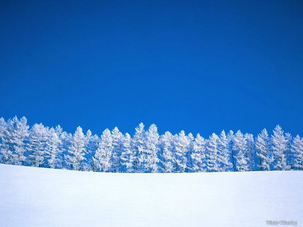 Winter Trees   Winter Wallpapers (509498)   Fanpop