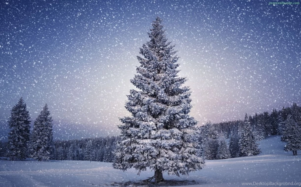 Snow Winter Trees Wallpapers