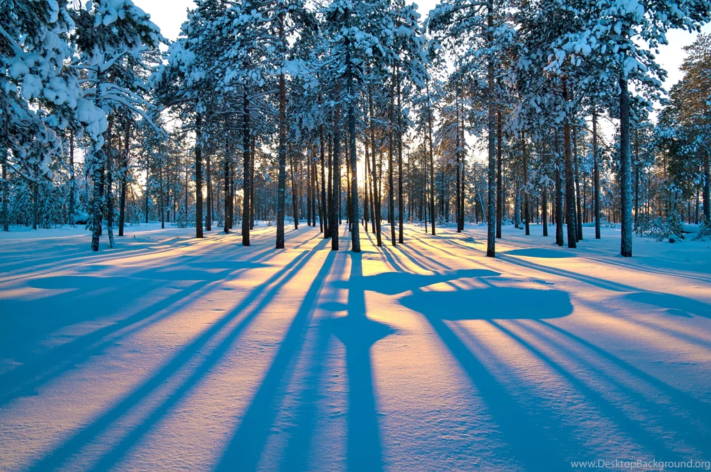 Forest Sunrise Winter Trees Wallpapers