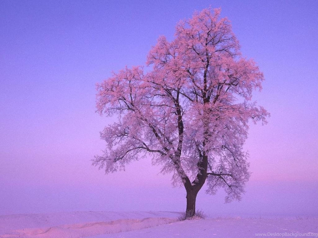 Pink Winter Tree Qwdj Wallpapers 1024×768 Px Free Download