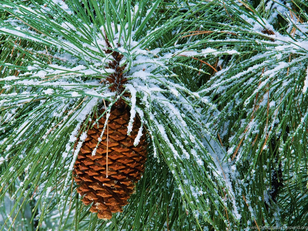 Winter Wallpapers   22