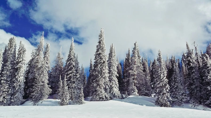 Winter Trees   Wallpapers   HD Wallpapers