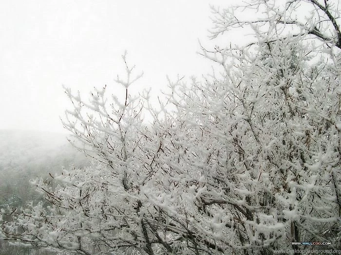 Winter Trees Photos Snow Covered Trees Wallpapers 9 Wallcoo.net