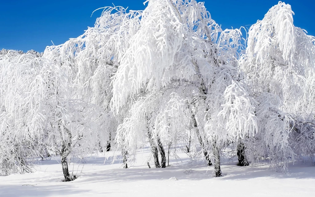 Snow Winter Trees 24118