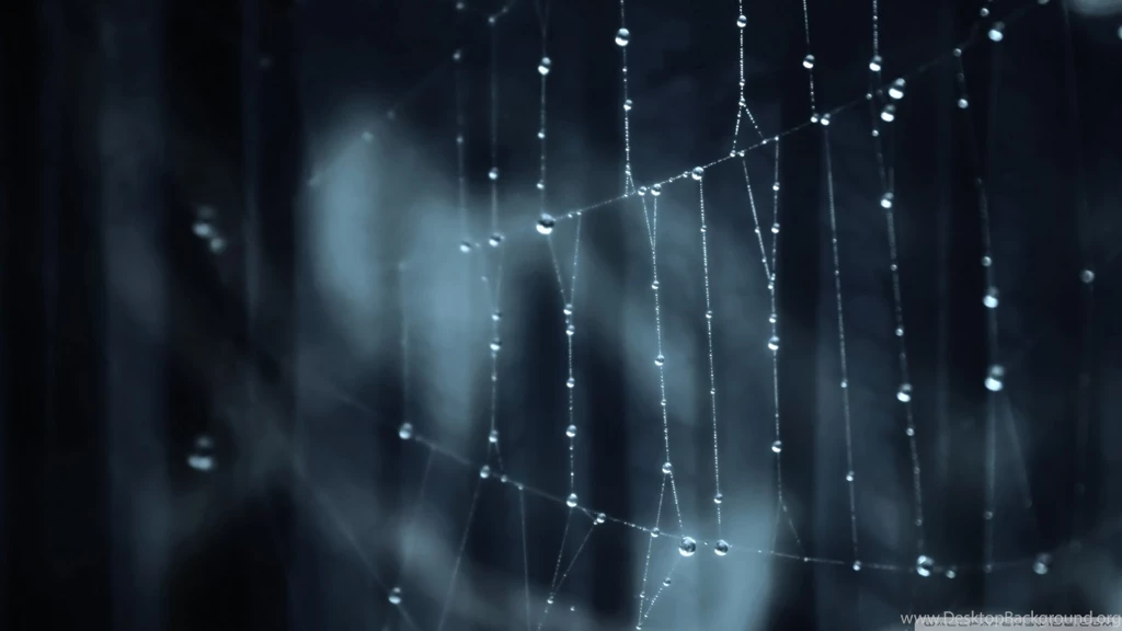 Pics, Facts, Funny Stuff About Animals & Nature Spider Wallpapers