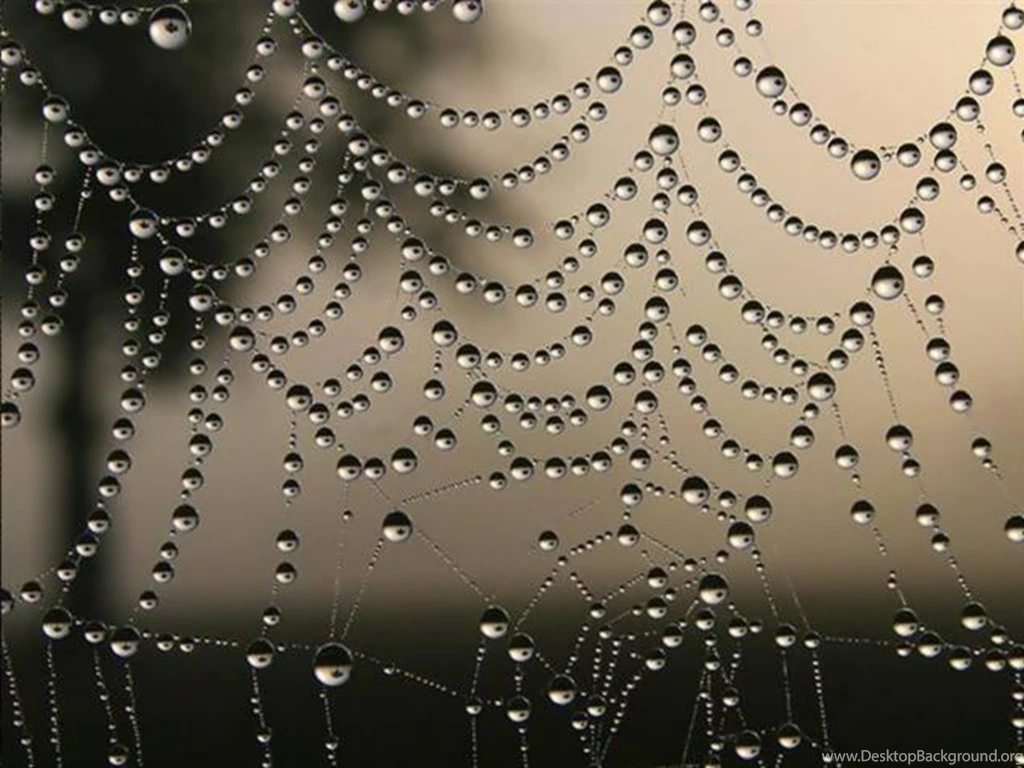 Pics, Facts, Funny Stuff About Animals & Nature Spider Web Wallpapers