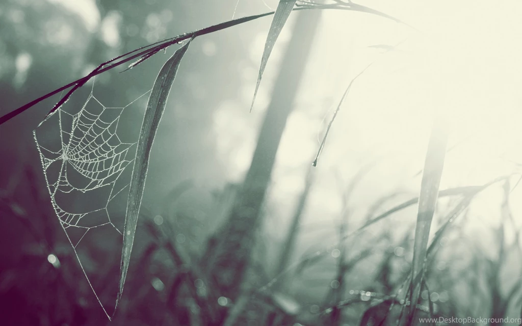 Spider Web Wallpapers Desktop