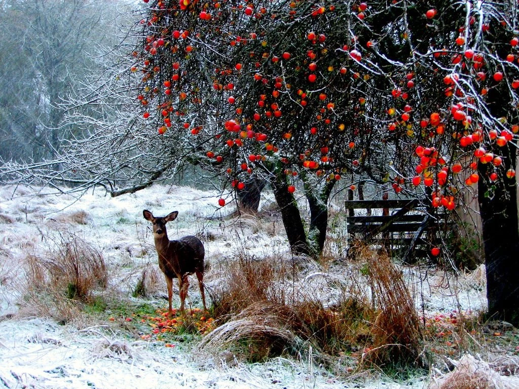 Free Desktop Wallpapers Winter Wallpapers Cave