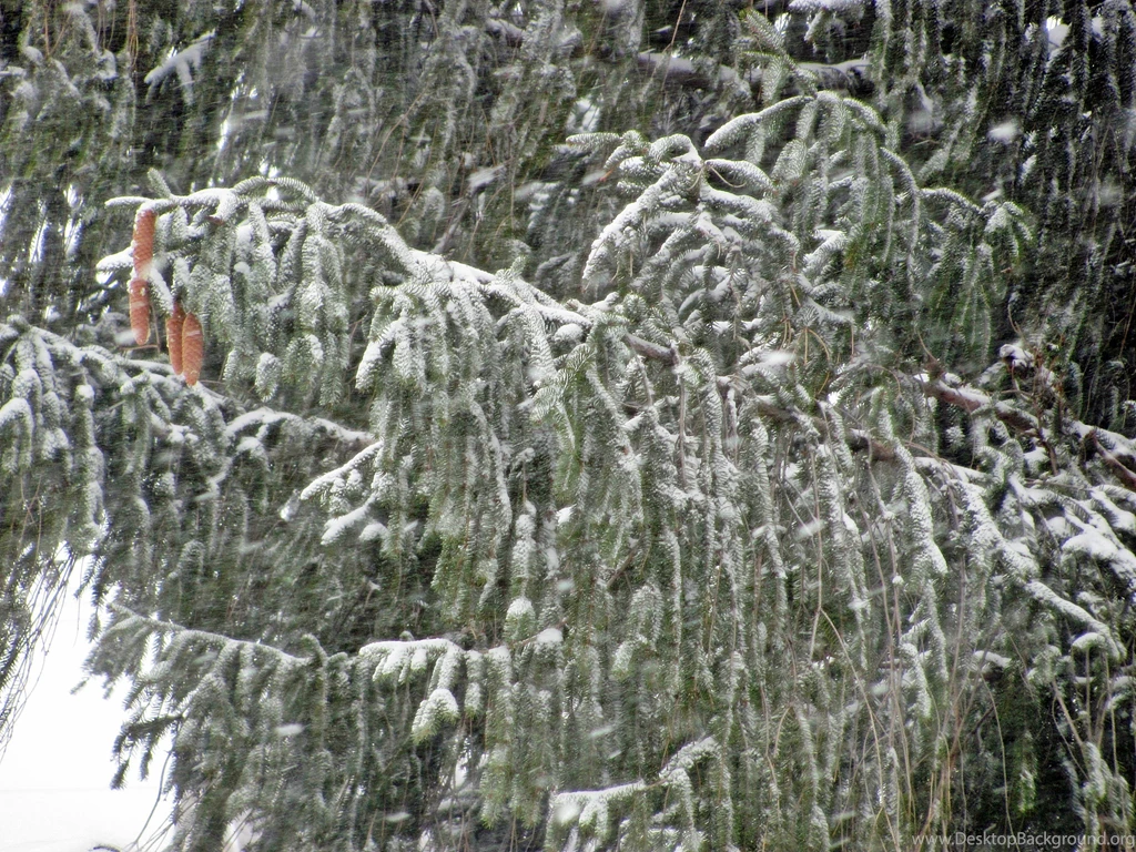 Winter: Snowy Green Blizzard Bushes Trees Winter Wonderland Tree ...