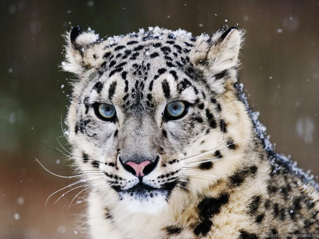 Animals Wallpapers Desktop Backgrounds (1326) Animal
