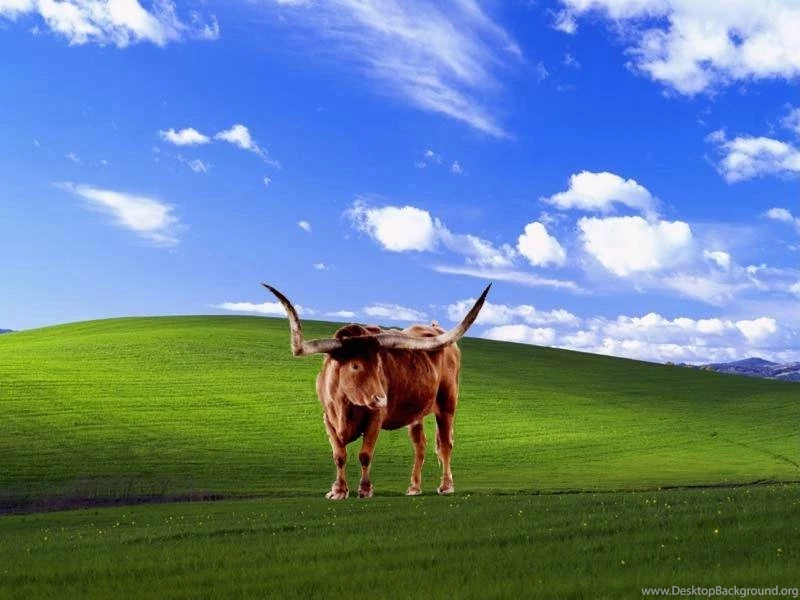 View Topic Some Longhorn Wallpapers BetaArchive