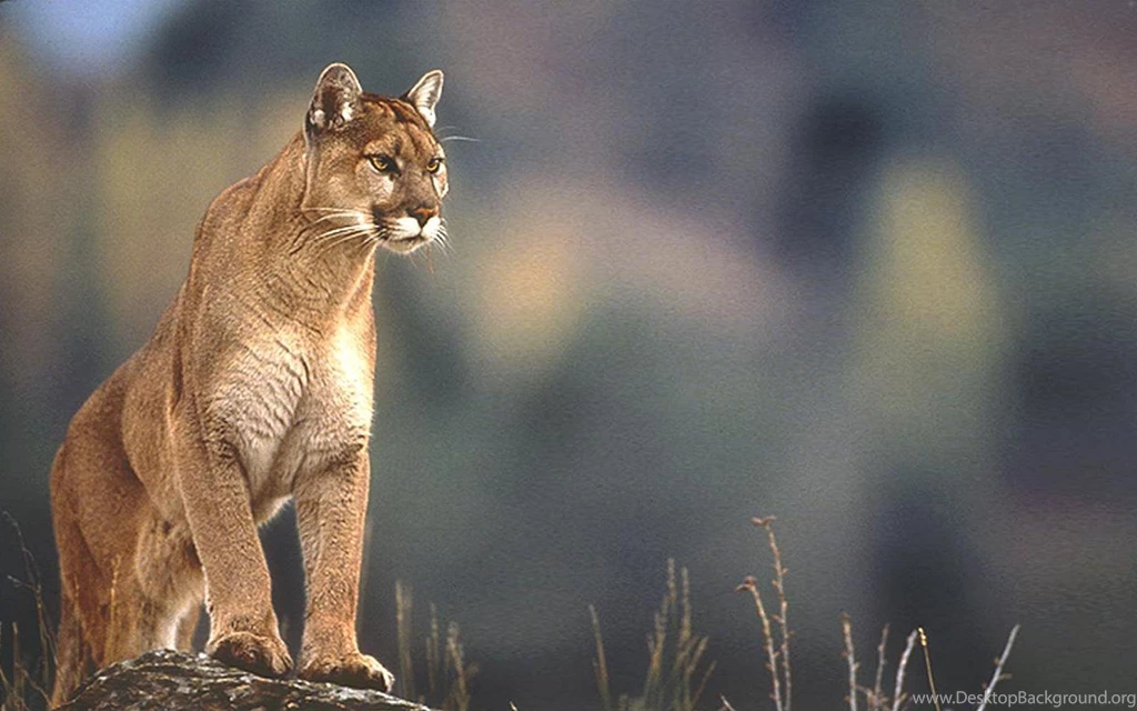 Cougar Red Windows 98 Animals