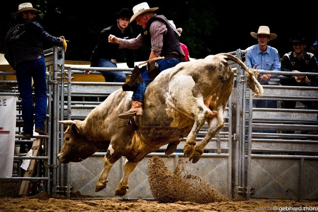 Bull Rider Wallpapers Driverlayer Search Engine