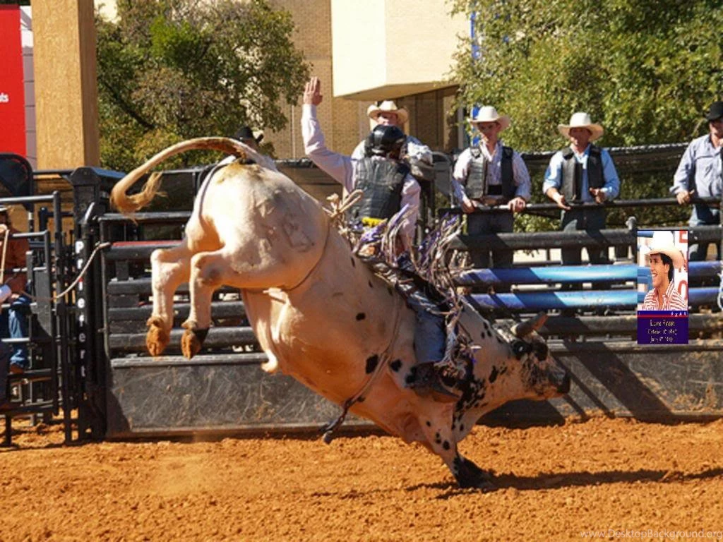 Bull riding wallpaper 5 11342 HD Wallpapers