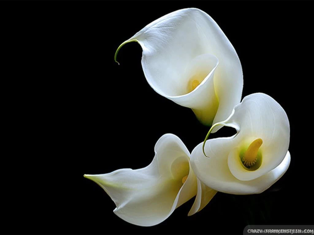 Calla Lily Wallpapers