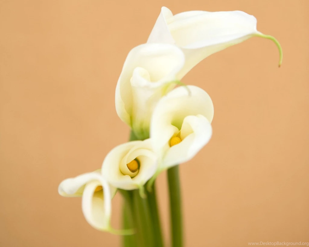 Wonderful Calla Lily Wallpapers