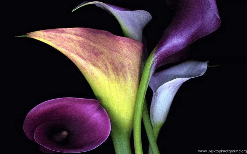 Calla Lily Wallpapers