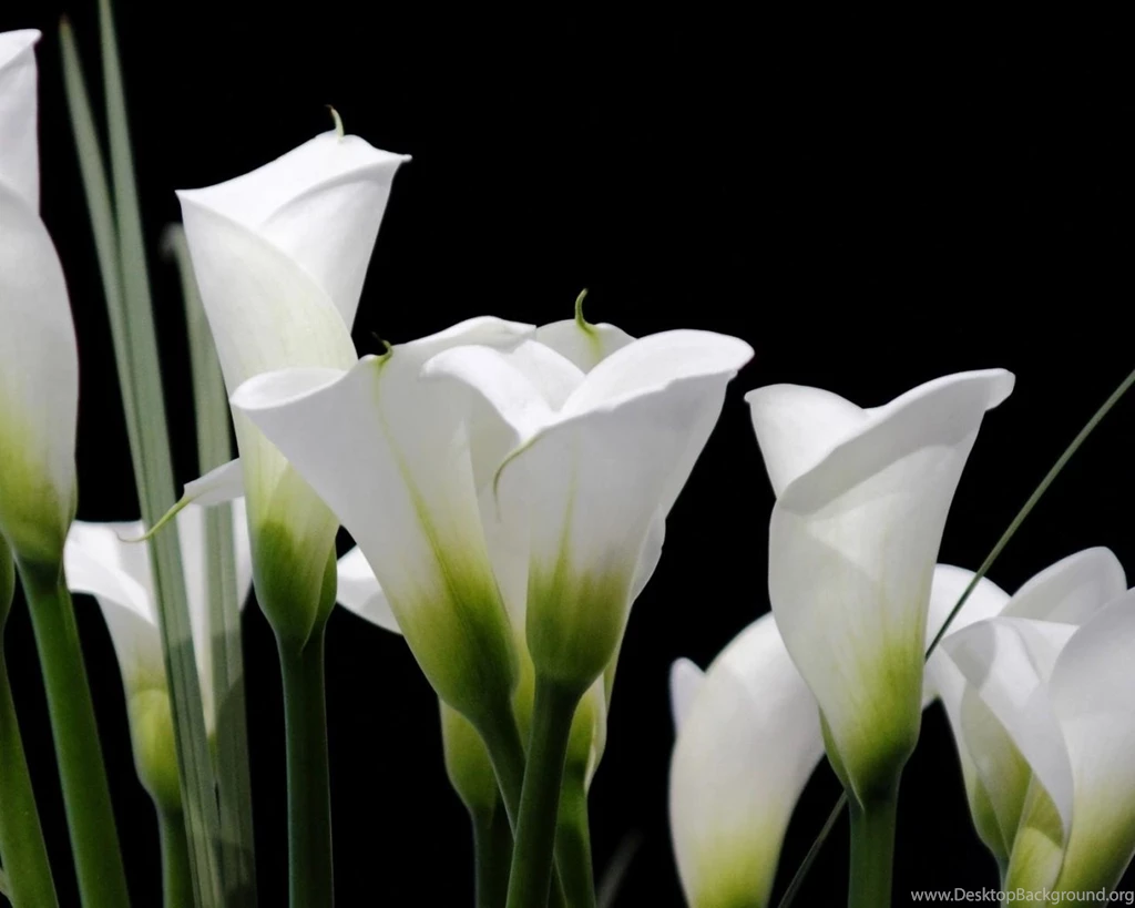 Wallpaper: Black Background, White, Calla Lilies, Flowers Wallpapers