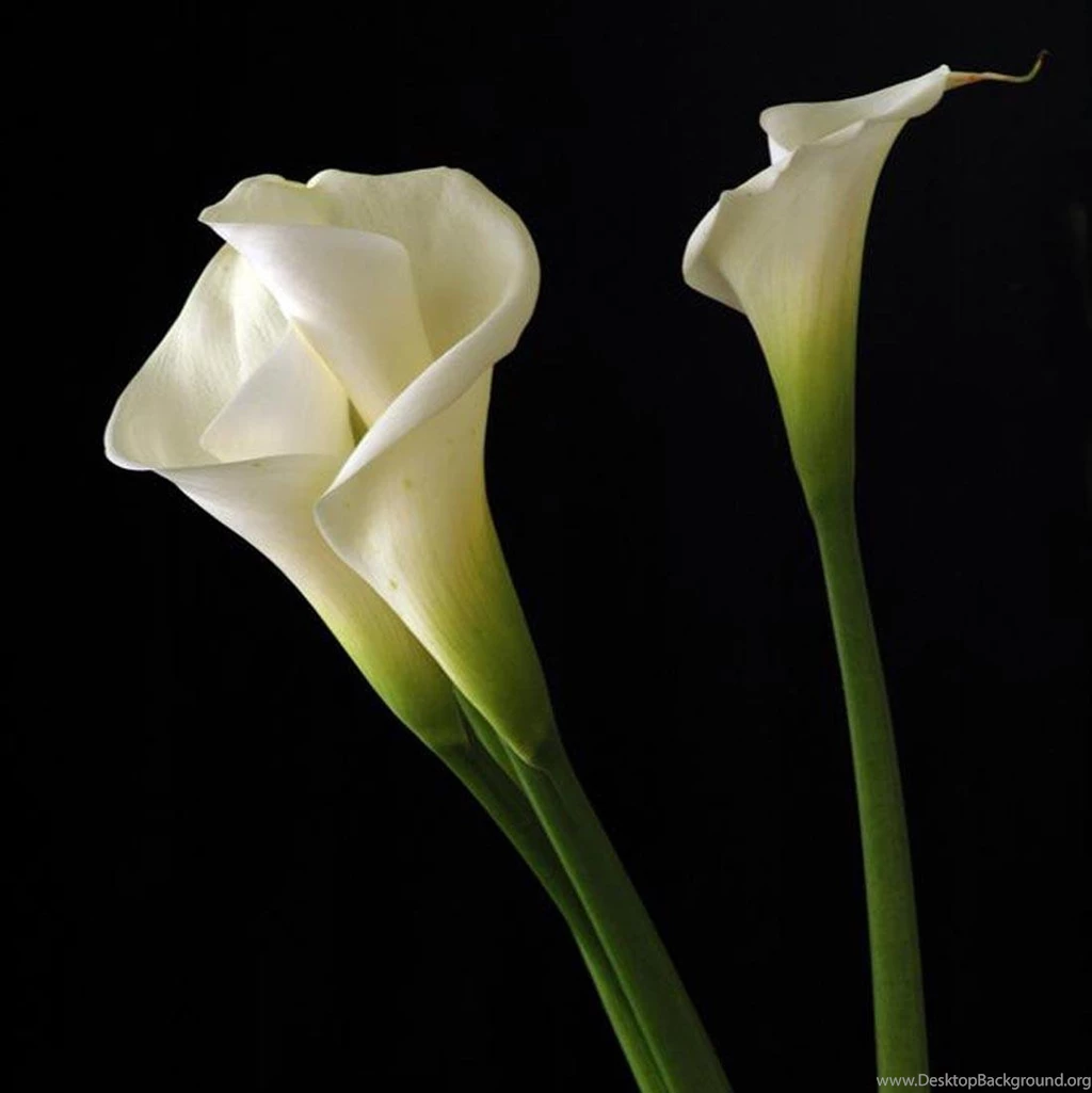 Calla Lily Flowers Desktop Wallpapers ~ Toptenpack.com
