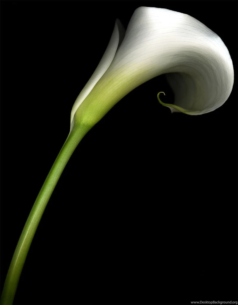Calla Lily Flowers Desktop Wallpapers ~ Toptenpack.com