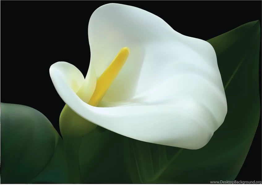 Calla Lily By Pinpaw On DeviantArt