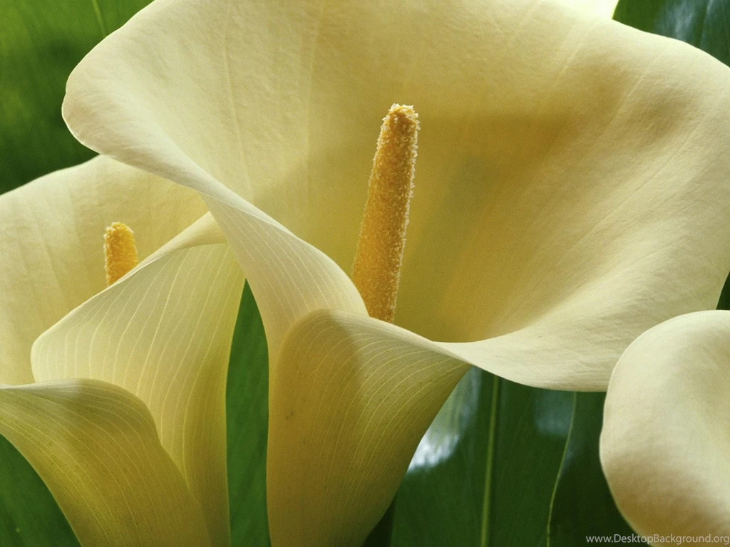 Calla Lilies My Favorite Flower On Pinterest