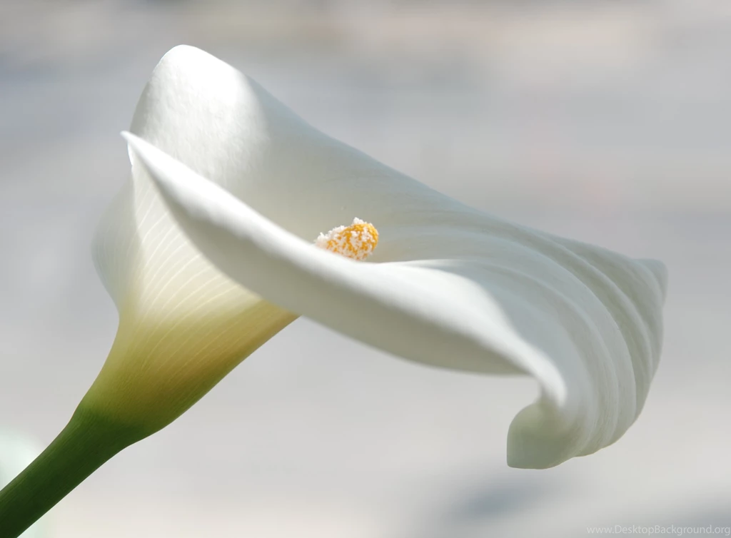 Top Flowers Desktop Backgrounds: Calla Lily HD Backgrounds