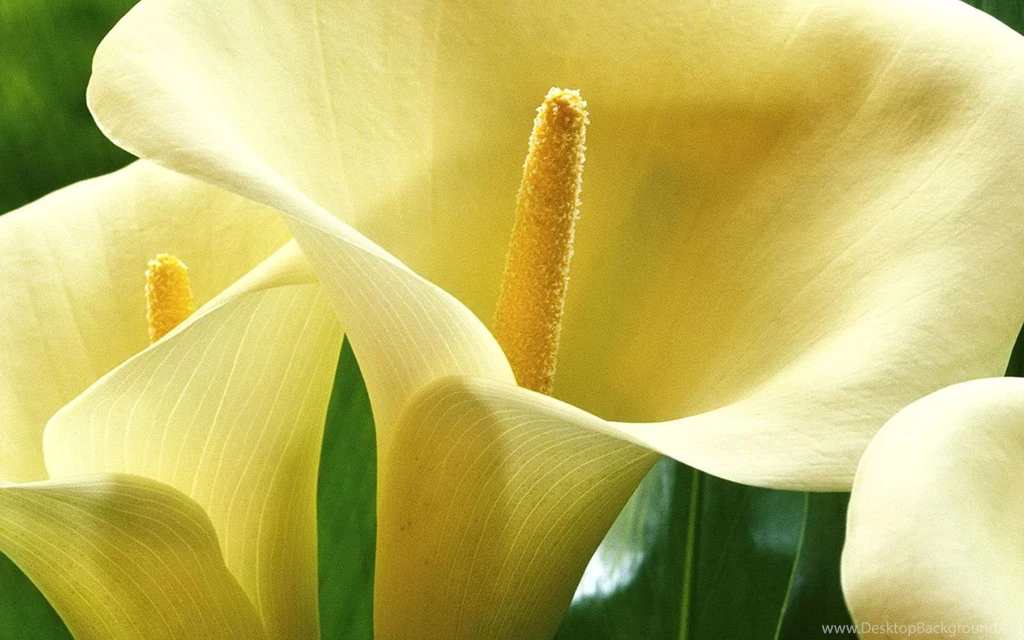 A Symbol Of The Pure And Sincere Calla Lilies Wallpapers 7 ...