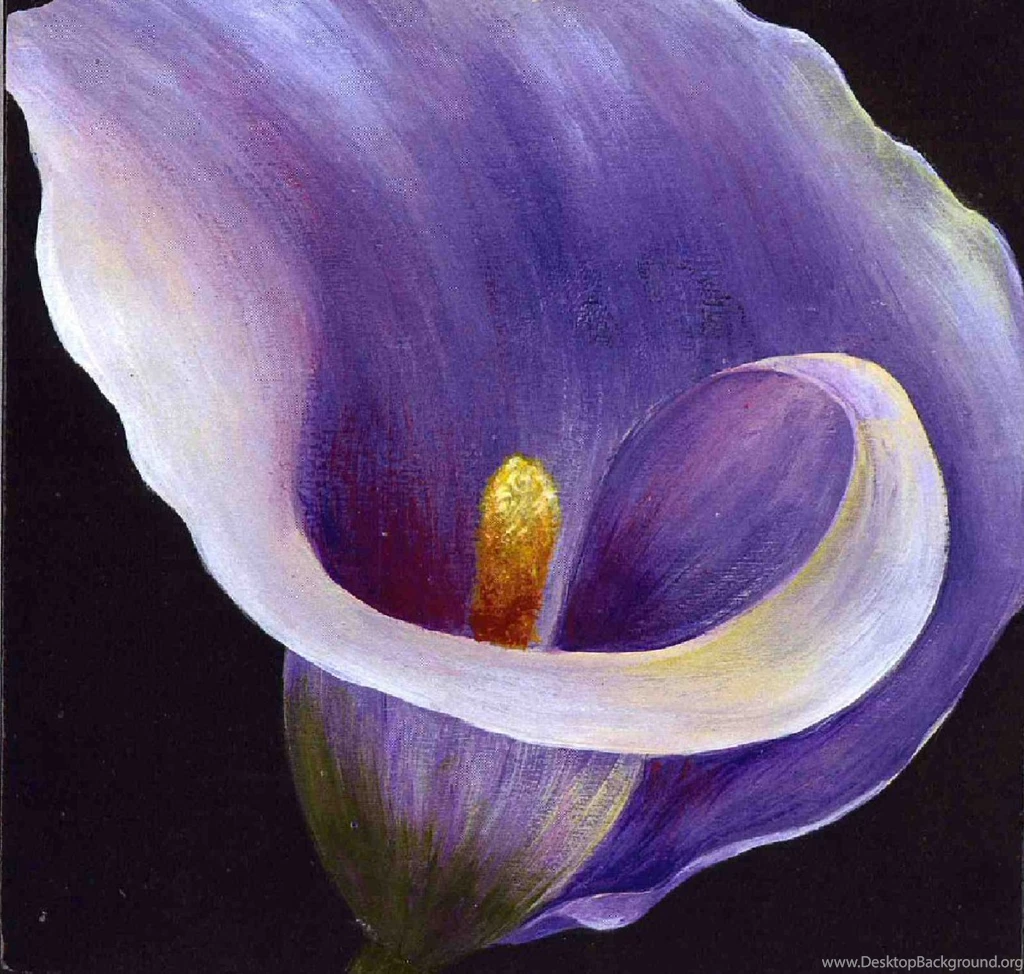 Top Red Calla Lily Flower Wallpapers