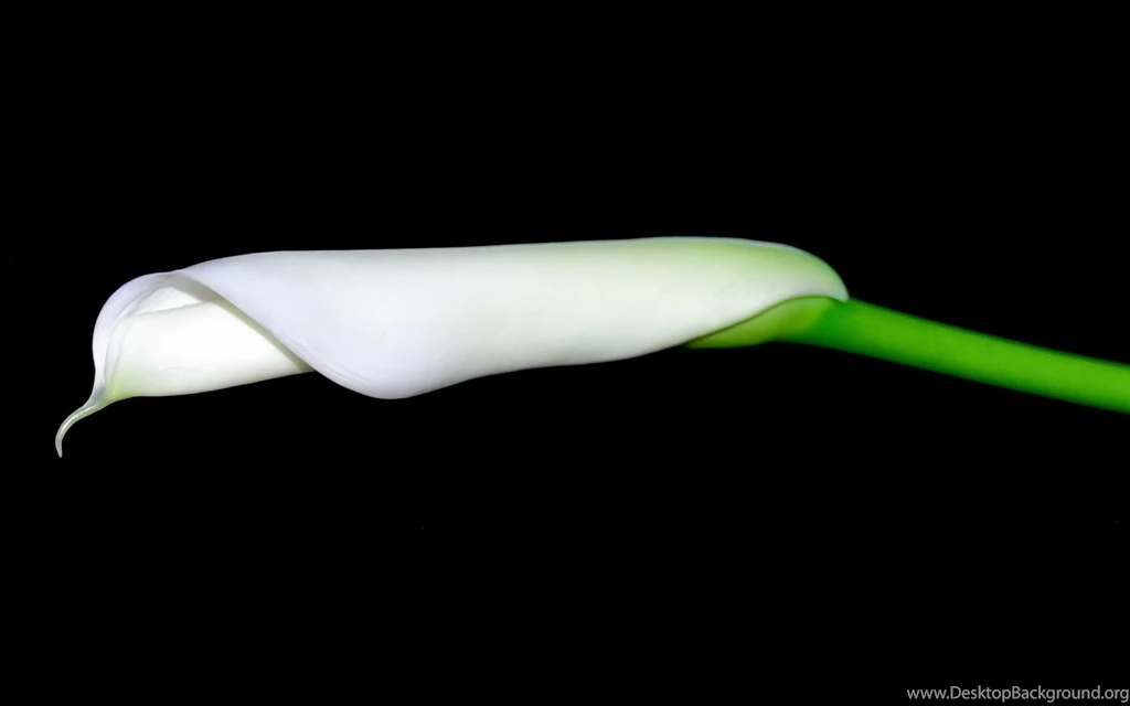 Calla Lily Wallpapers