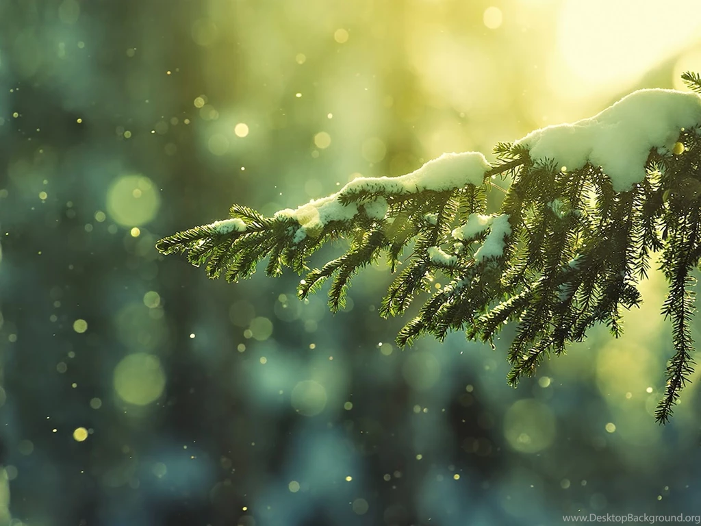 Christmas Tree Wallpapers FREE