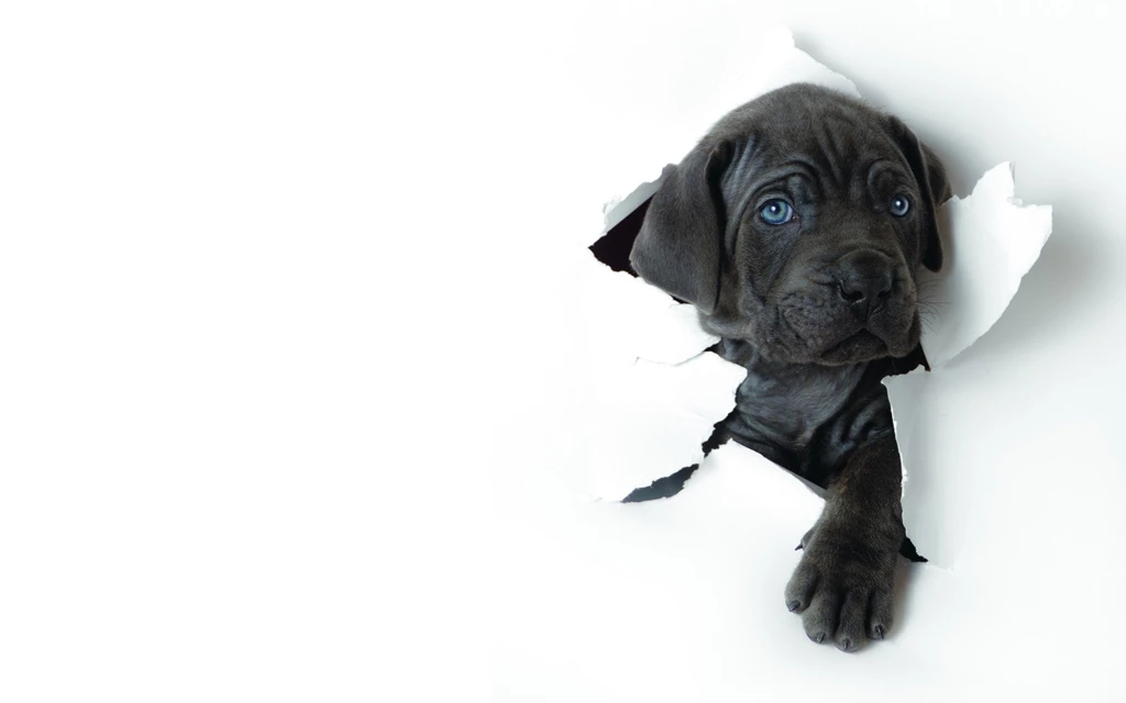 Cute Dog Wallpapers HD