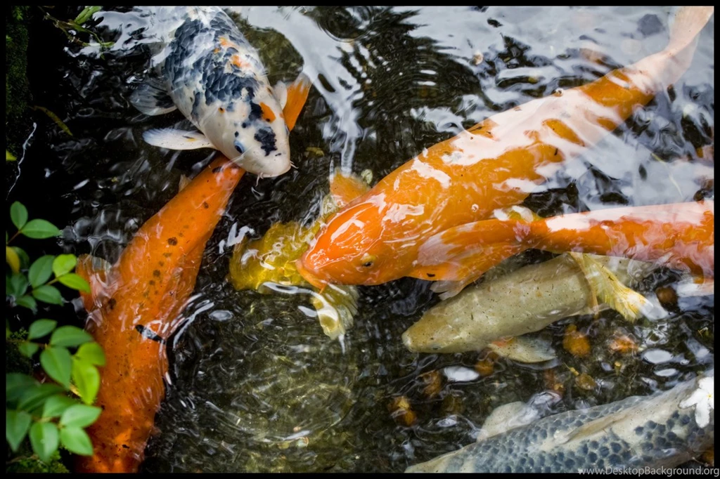 koi live wallpapers for android free download johnywheels com