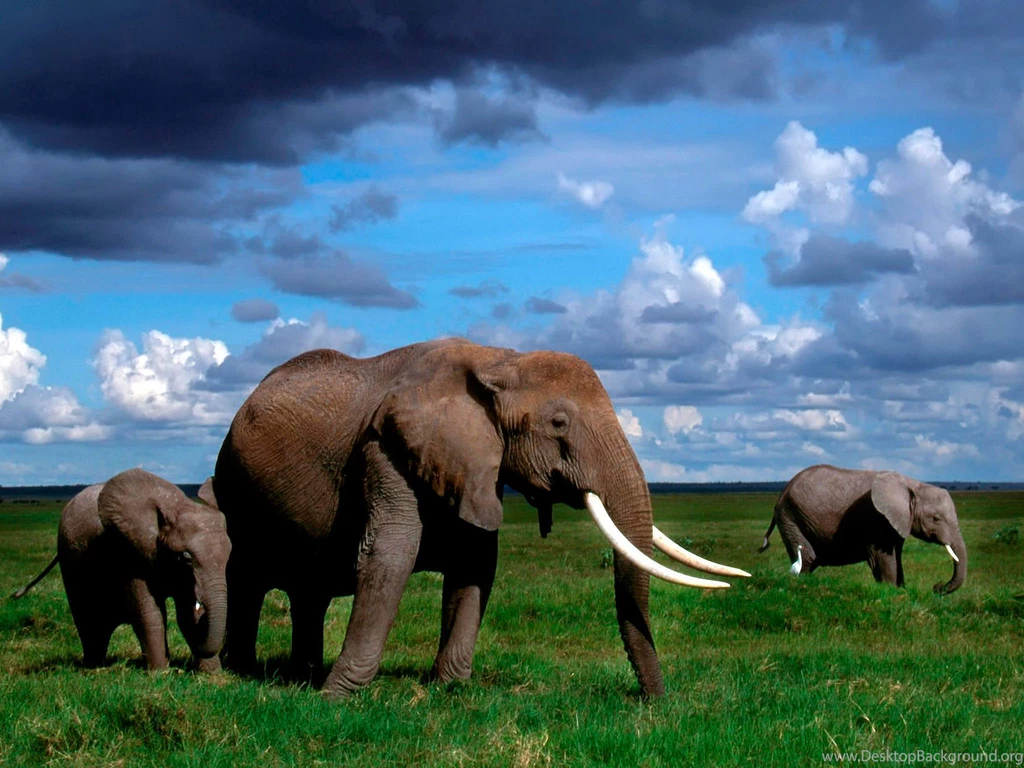 10+ Best HD Elephant Wallpapers