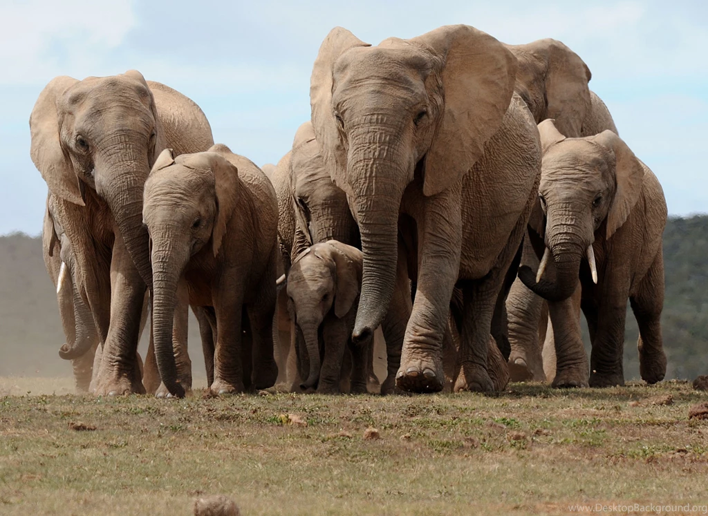 350 Elephant HD Wallpapers