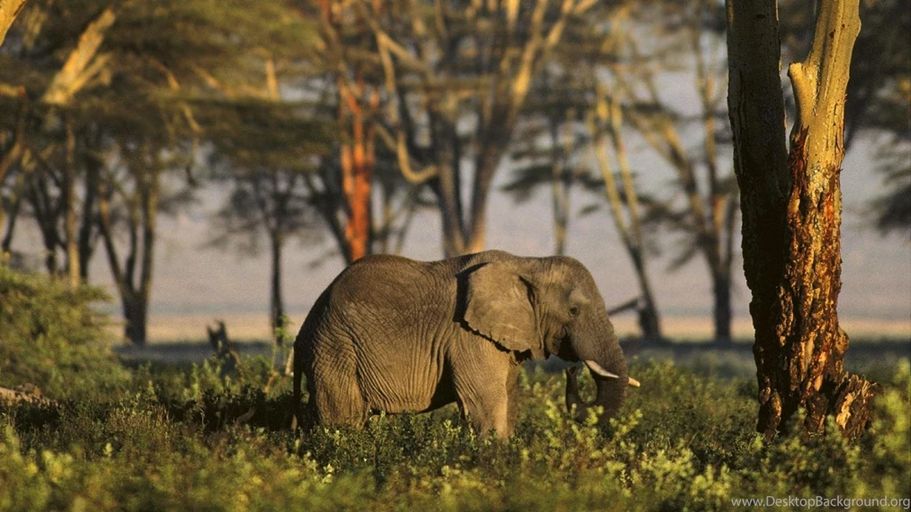 Elephant Wild Nature Animals HD Wallpapers Wallpapers (