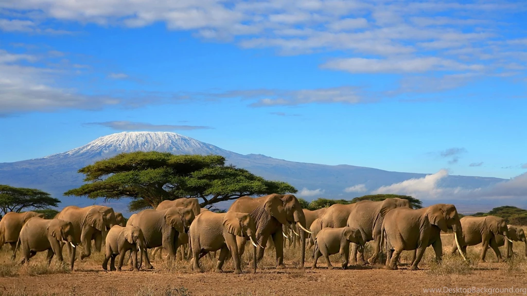122 Elephant HD Wallpapers