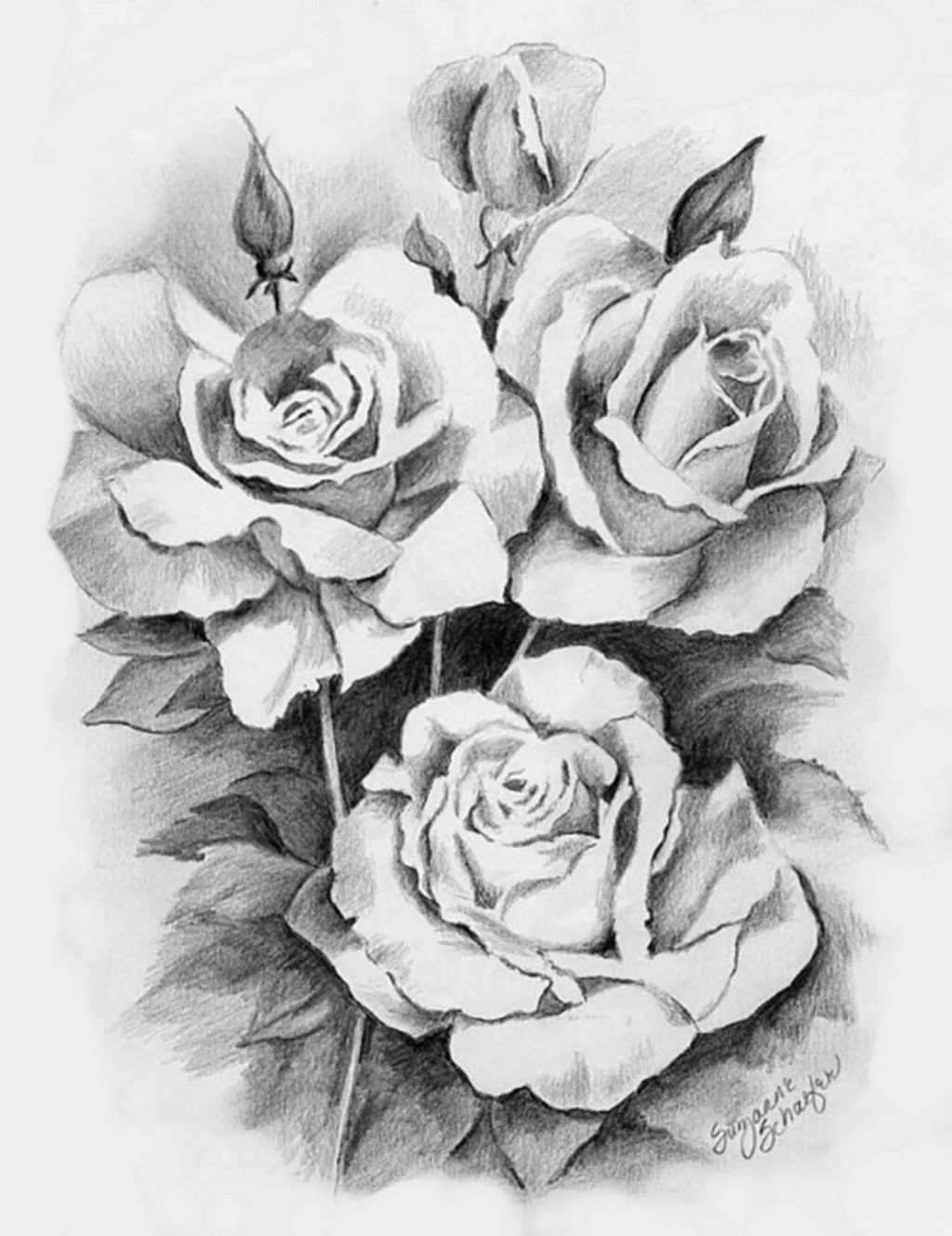 Roses HD Wallpapers
